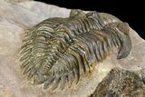 Metacanthina Trilobite - Lghaft, Morocco #153897-4
